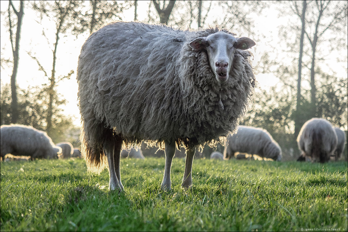 jaar van het schaap