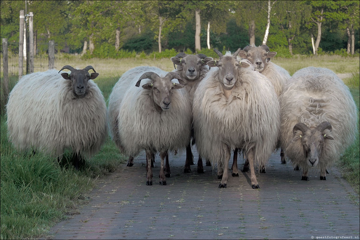 jaar van het schaap