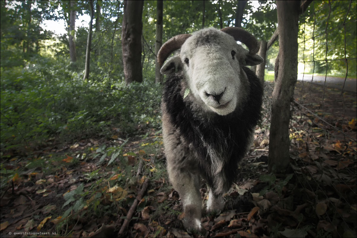 jaar van het schaap