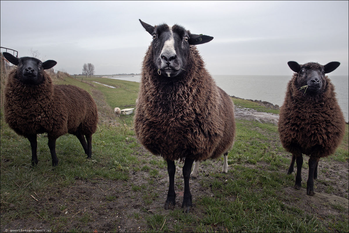 jaar van het schaap