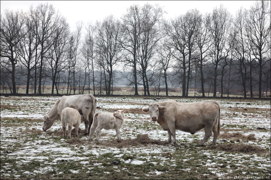 charolais runderen