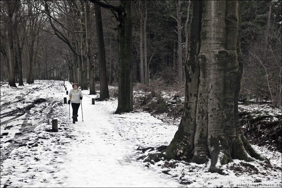 maartendijkse bos