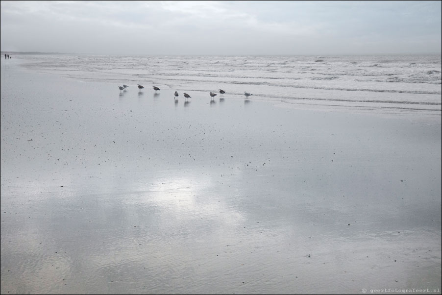 ameland, strand buren