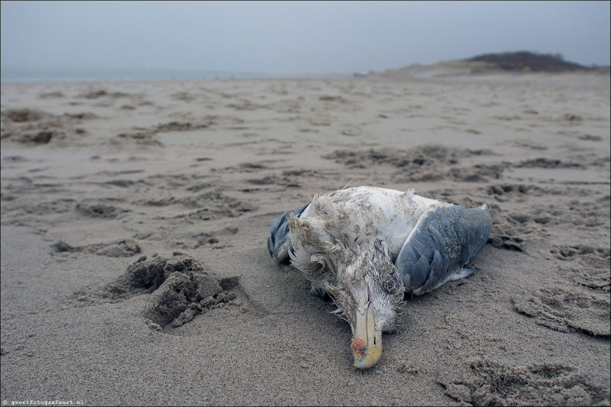 zeeland, kamperduinen