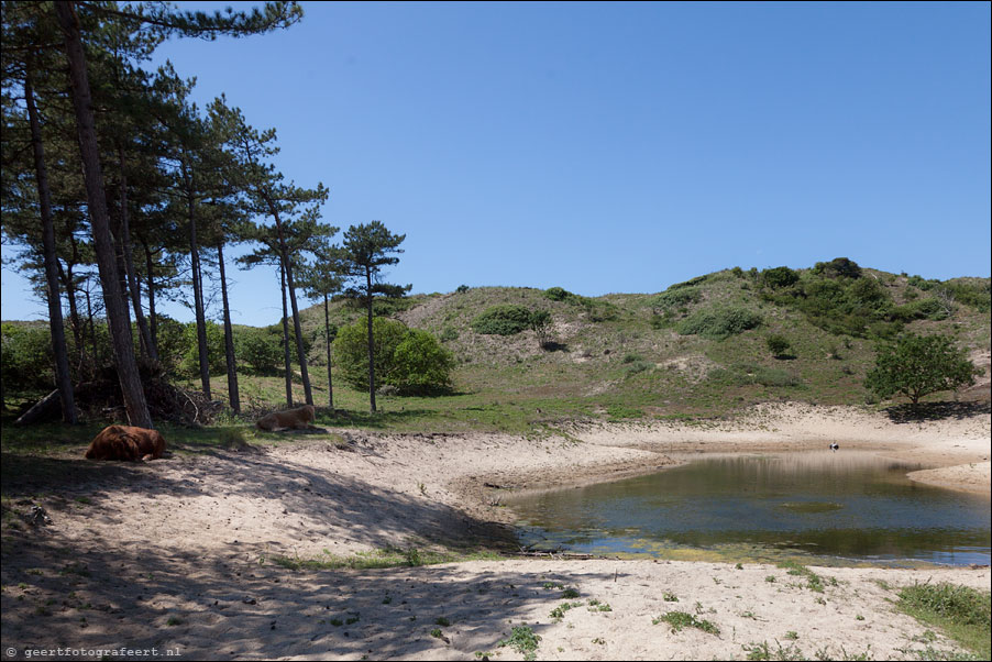 schotse hooglanders, noordhollands duinreservaat