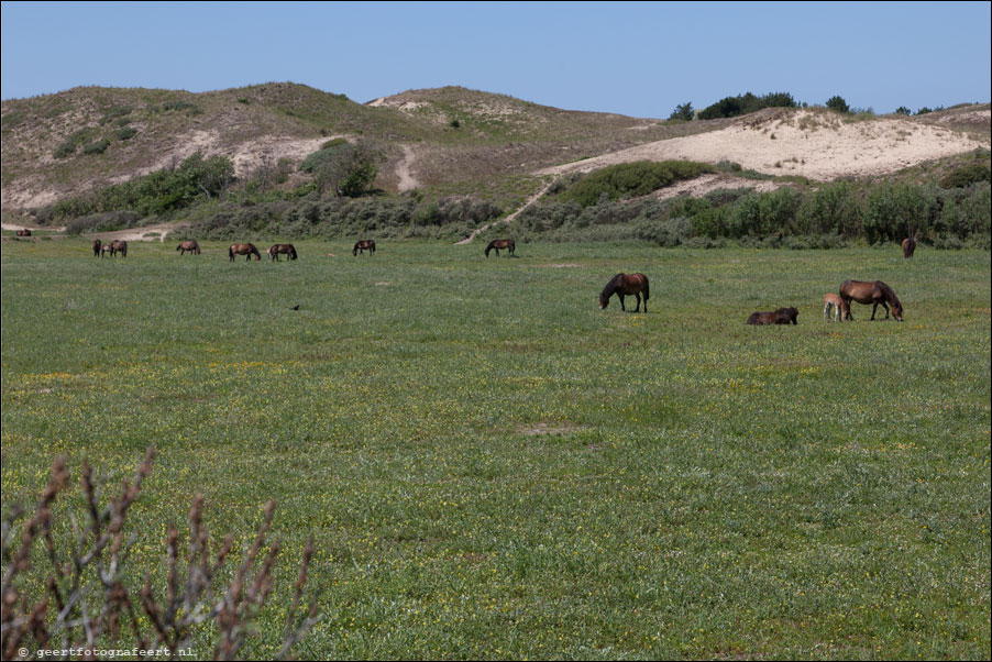 noordhollands duinreservaat