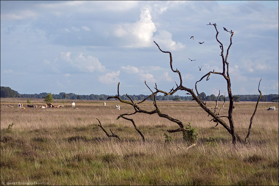 dwingelerderveld