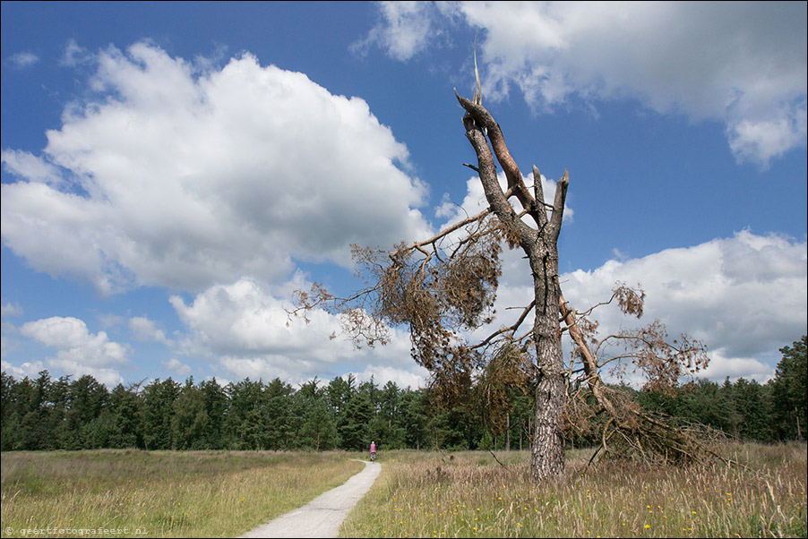 drents friese wold