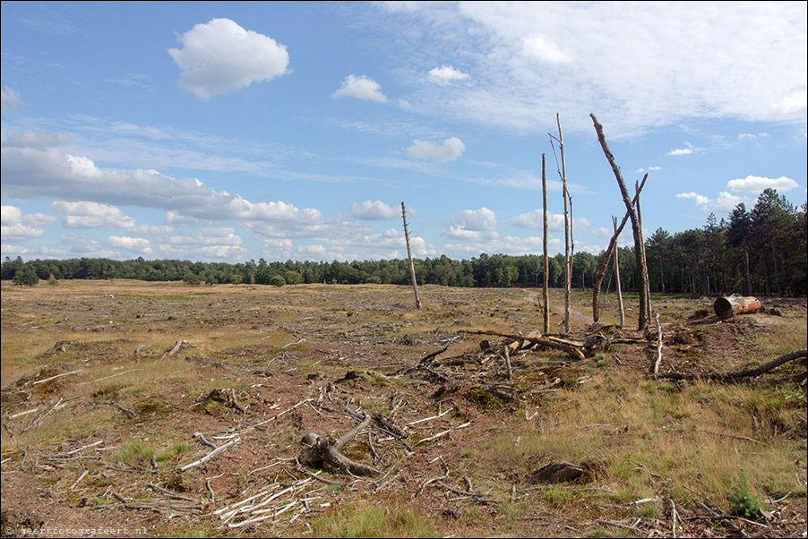 drents friese wold