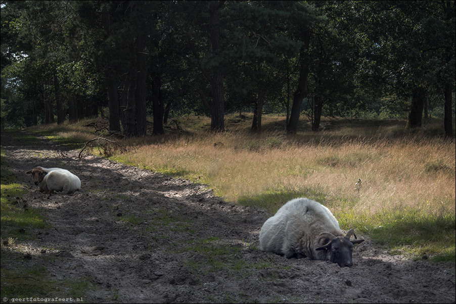 drents friese wold