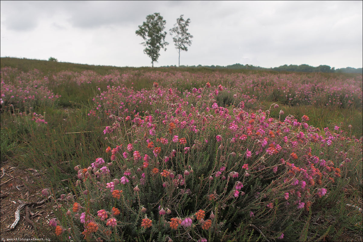 balloërveld  pieterpad