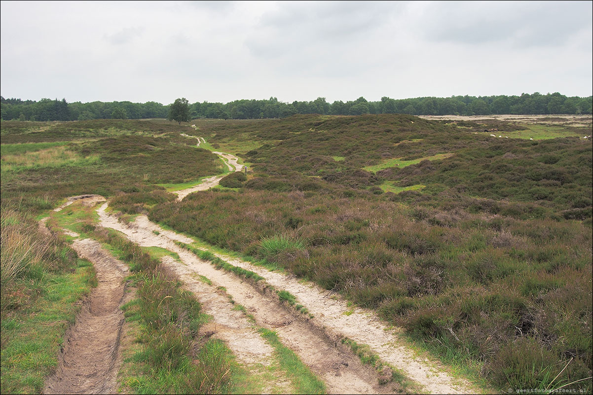 gasterse duinen pieterpad