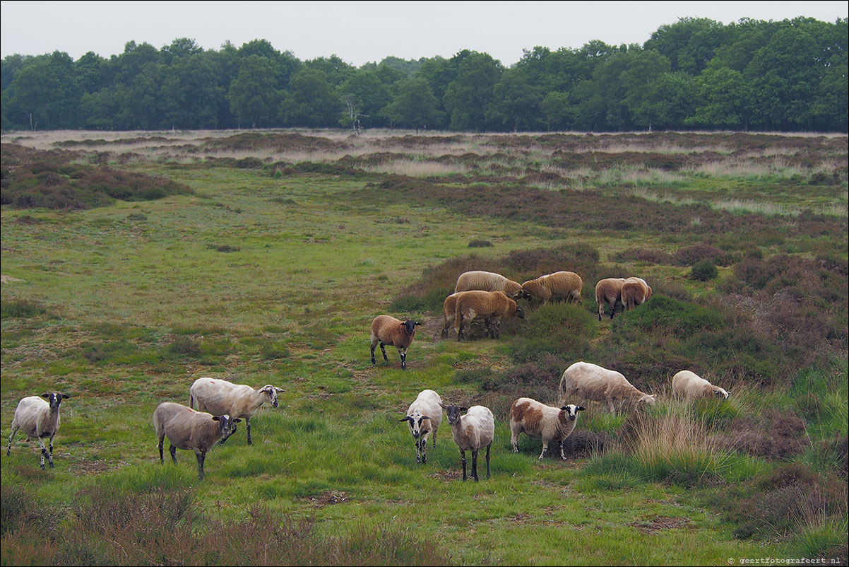 gasterse duinen pieterpad