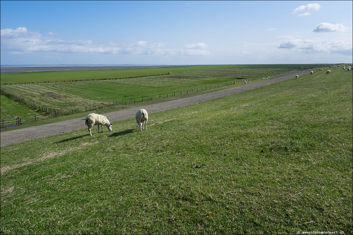 kustpad: harlingen - zwarte haan - holwerd