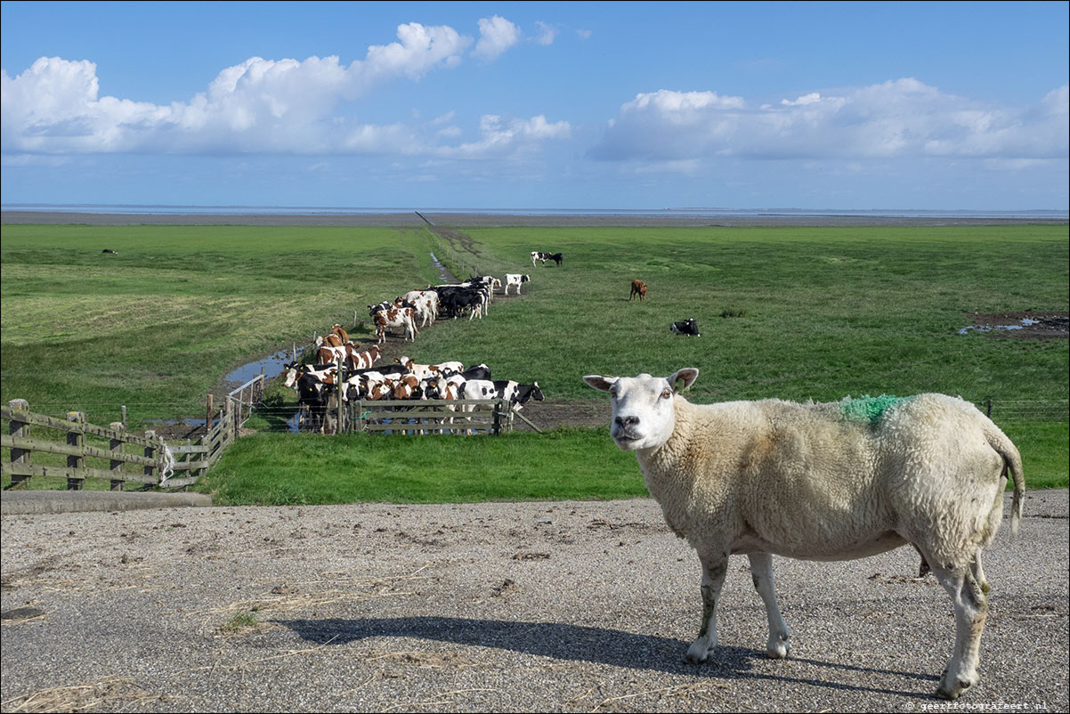 kustpad: harlingen - zwarte haan - holwerd