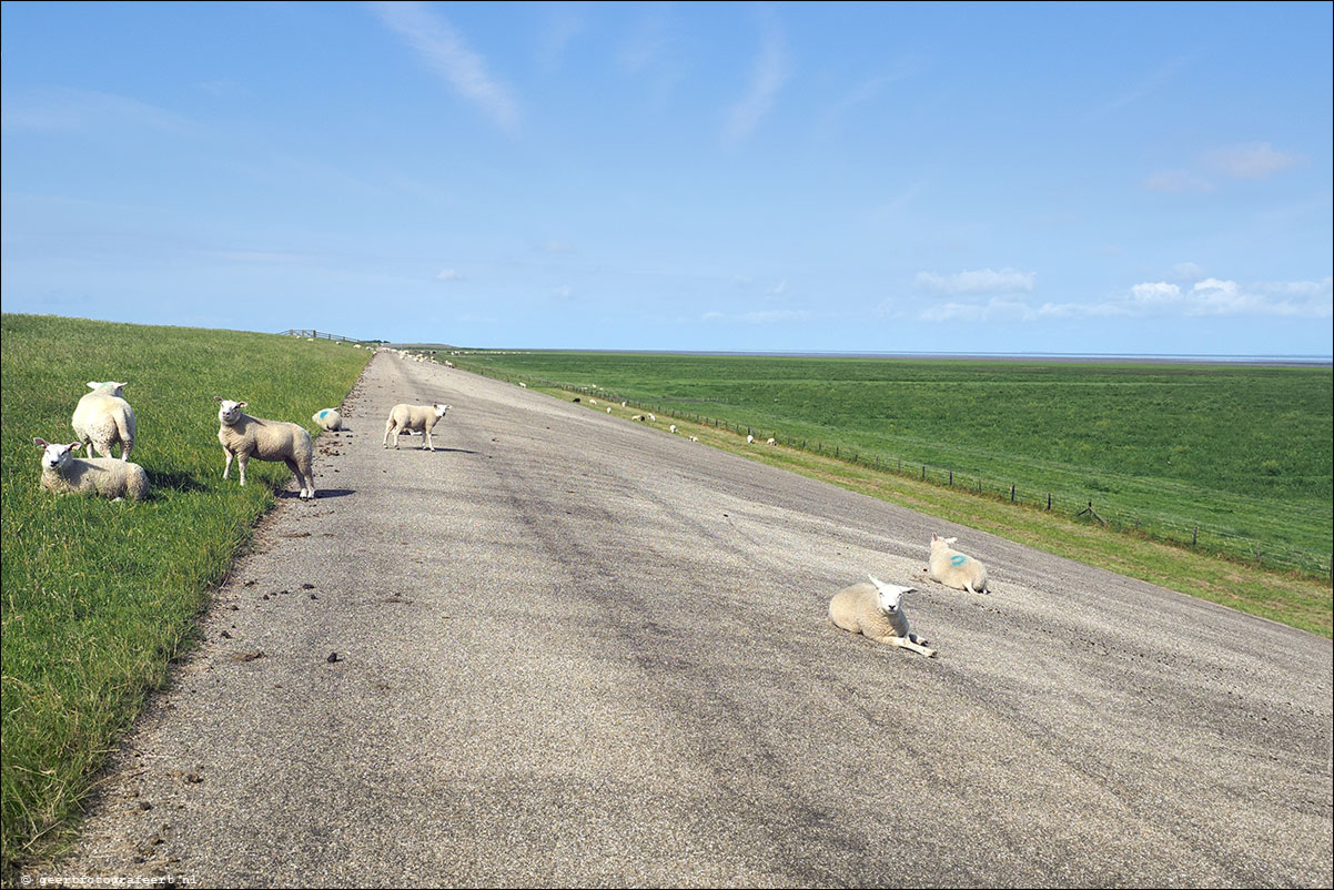 kustpad: harlingen - zwarte haan - holwerd