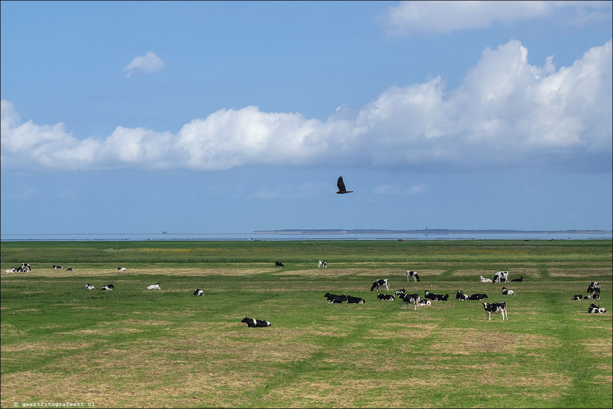 kustpad: harlingen - zwarte haan - holwerd