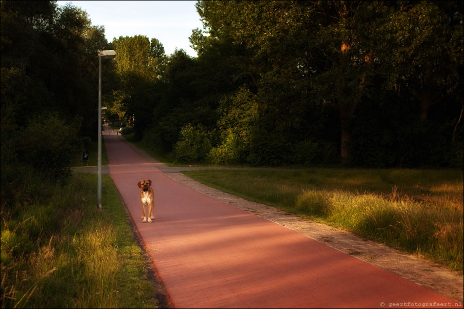 boxerhondje