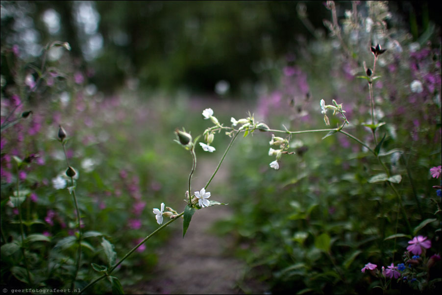 35mm 1.4