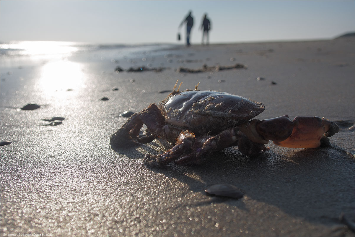 Haamstede Westenschouwe strand