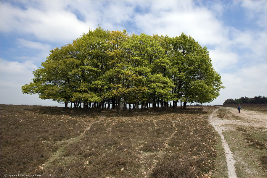 wezepse heide