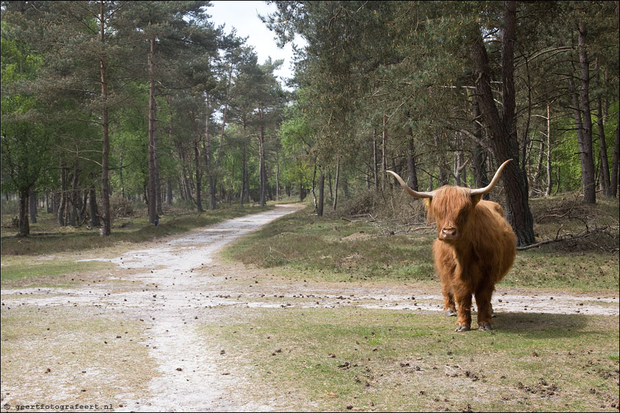 wezepse heide