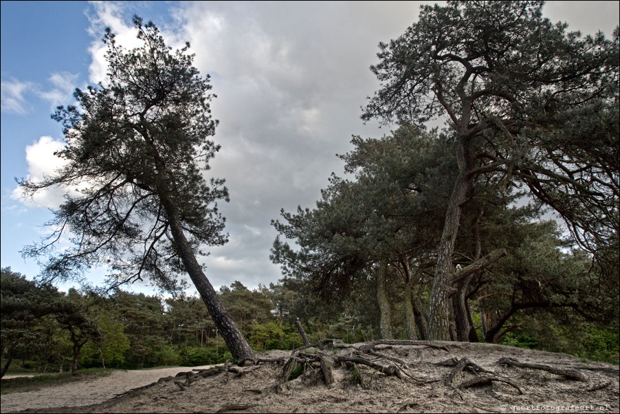 drentse bomen