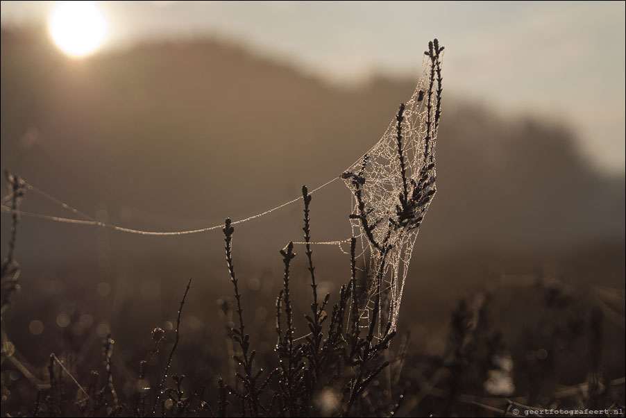 dwingelderveld