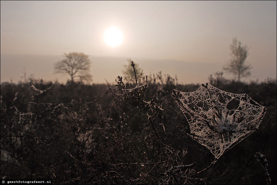 dwingelderveld