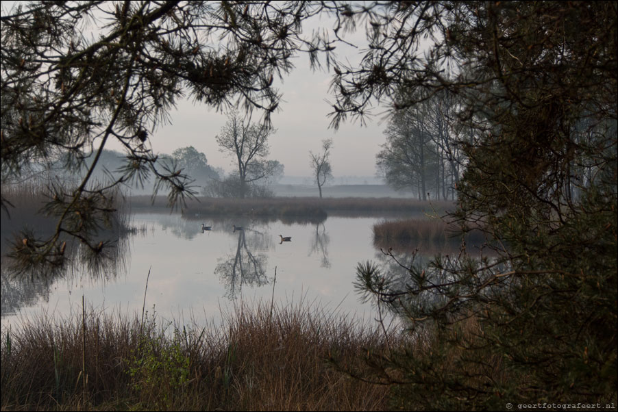 dwingelderveld