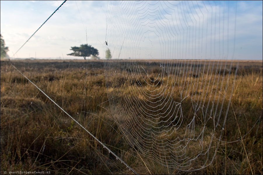 Dwingelderveld