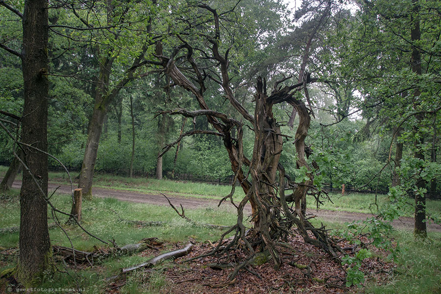 dwingelderveld