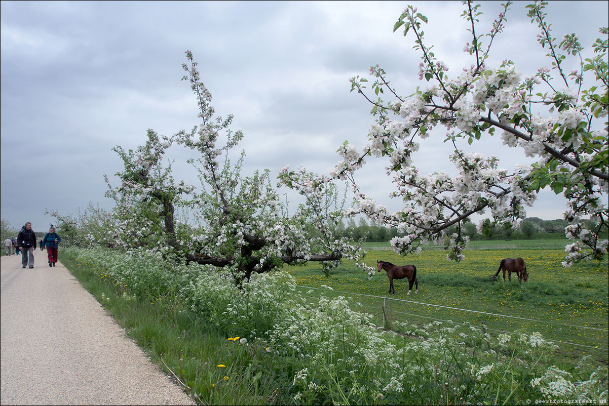 appeldijk, geldermalsen