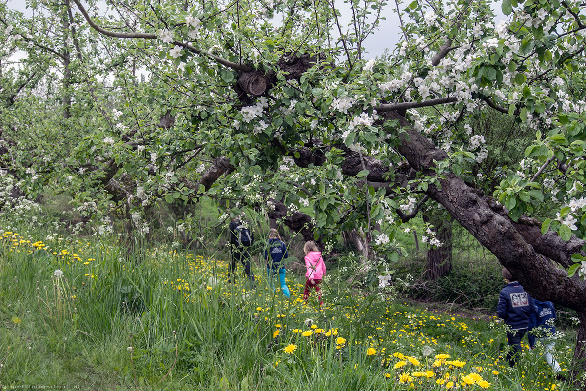 appeldijk, geldermalsen