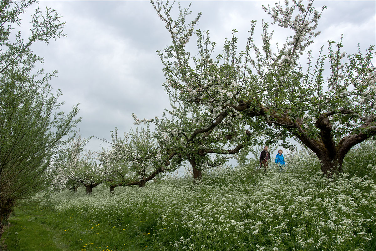 appeldijk, gelsermalsen