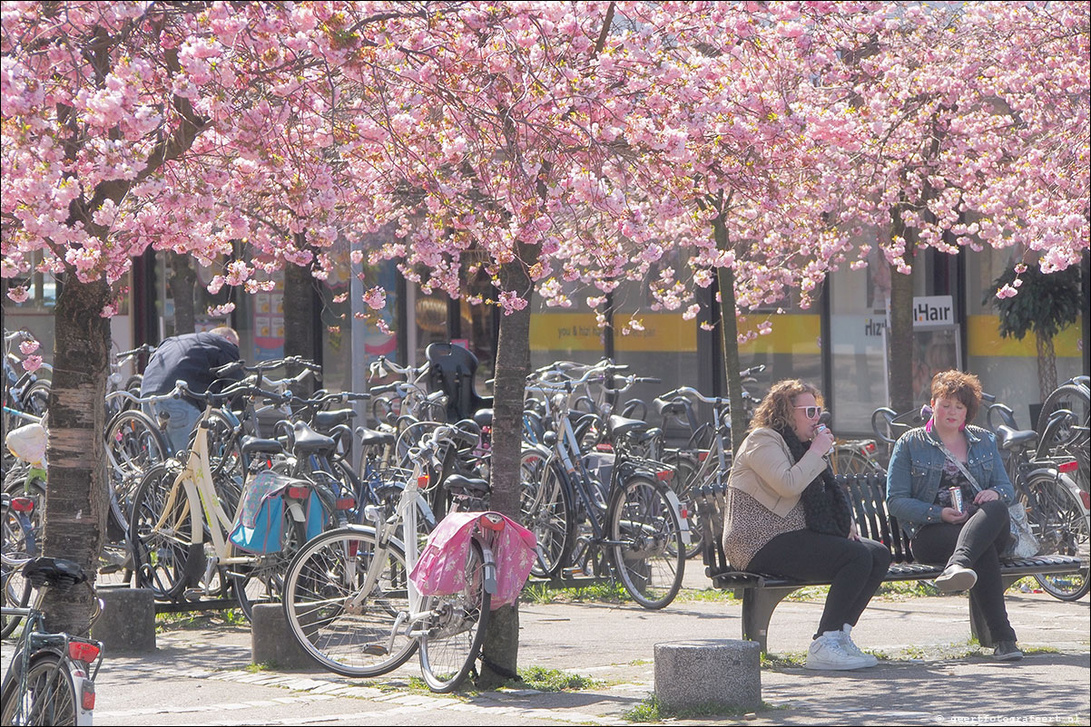 bloesems, muziekwijk, almere