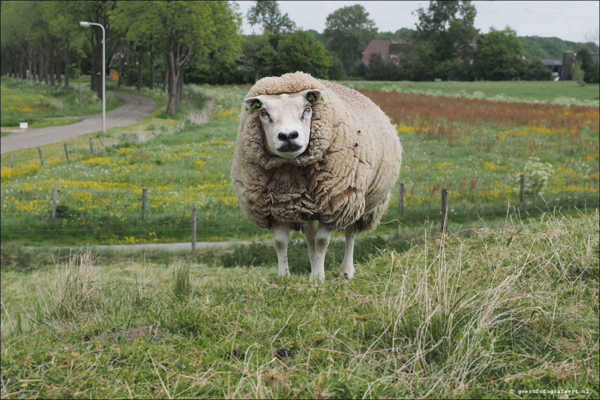 Zuiderzeepad Genemuiden Vollenhove Blokzijl