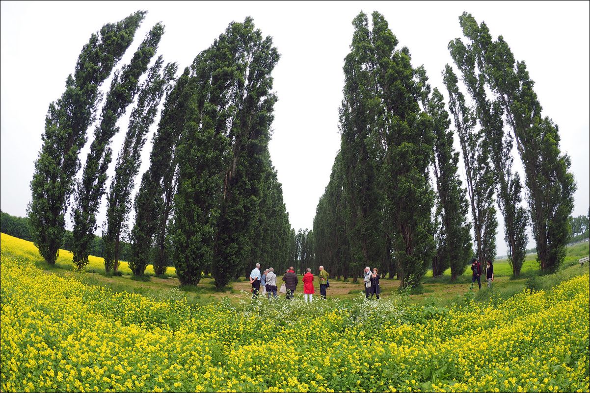 Land Art Flevoland: De Groene Kathedraal (1996), Marinus Boezem. 