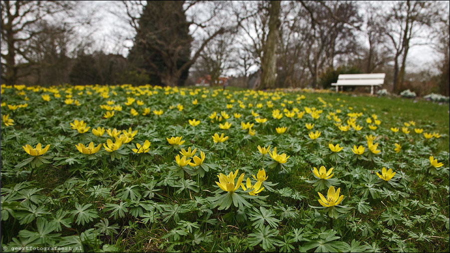  botanische tuin - leiden - gele anemonen