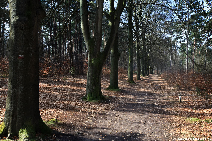 vuursche bos