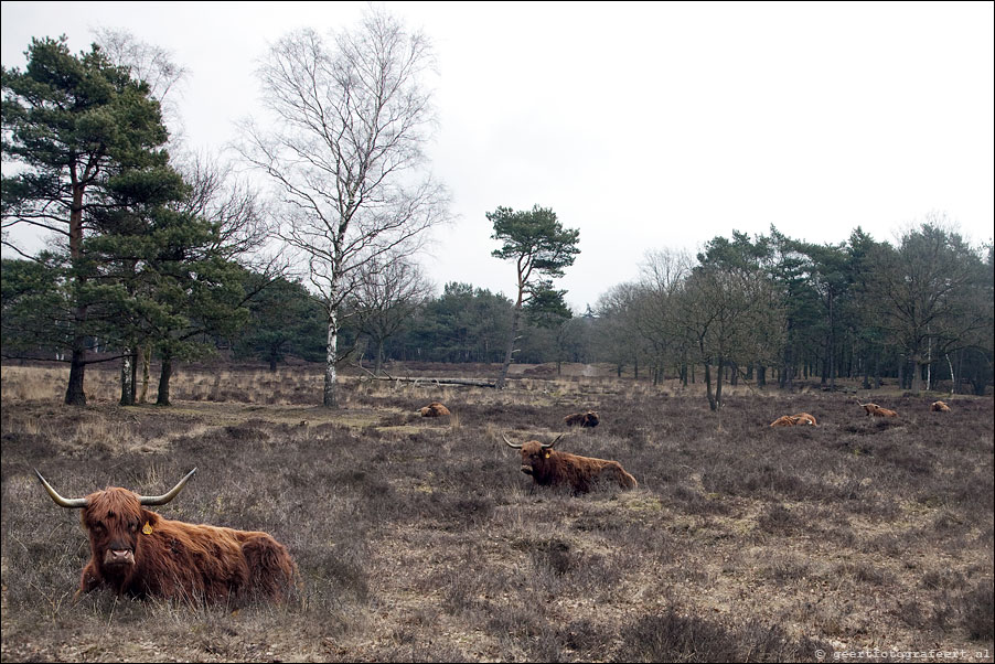 zuiderheide