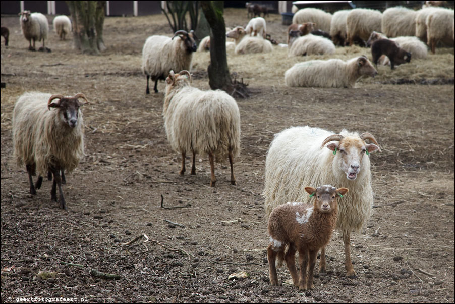 zuiderheide