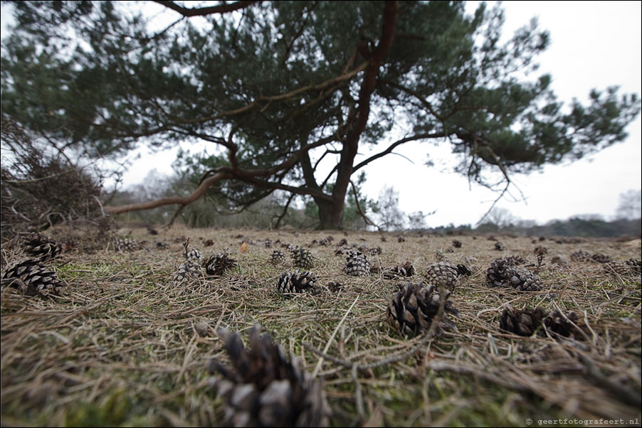 zuiderheide