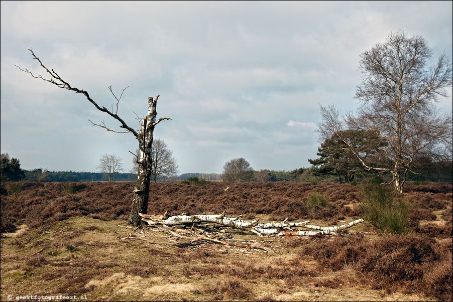 bussummerheide met hert