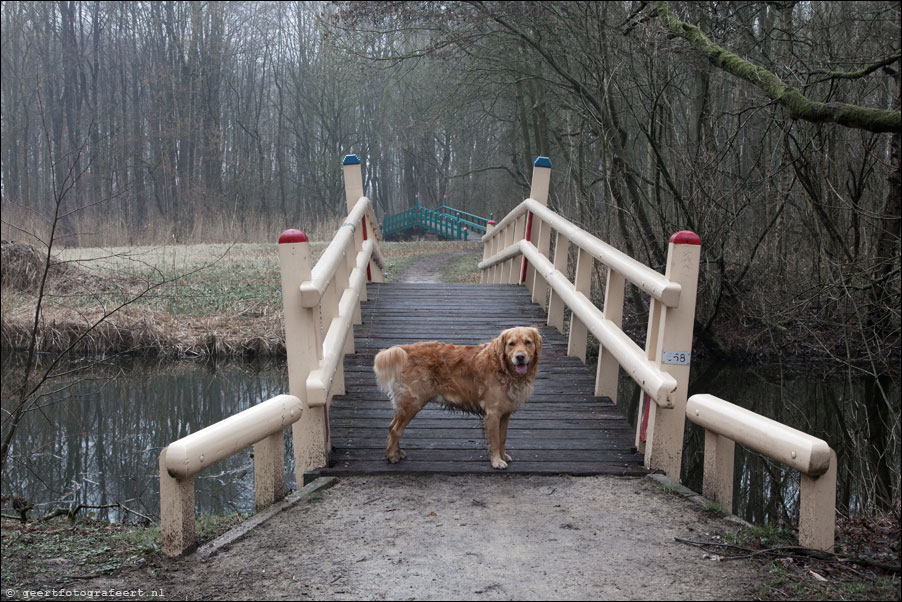 amsterdamsebos