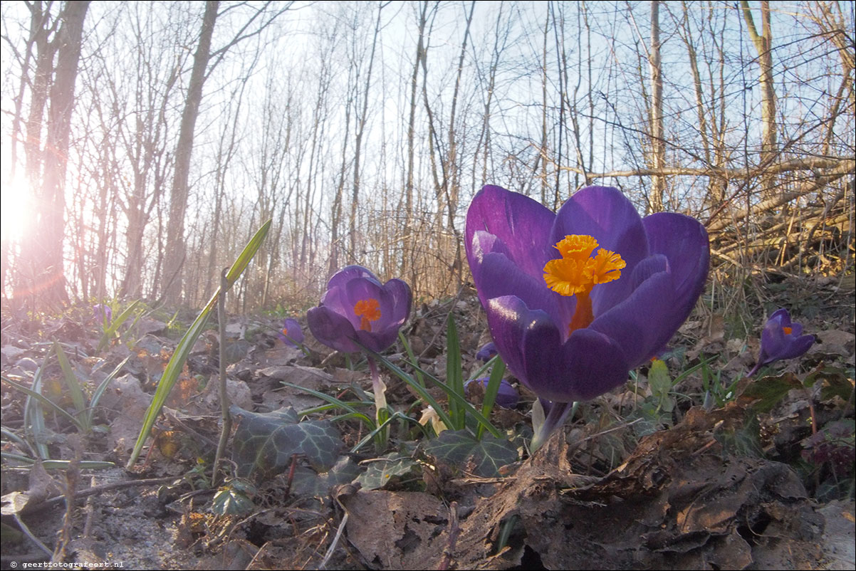 krokus lente