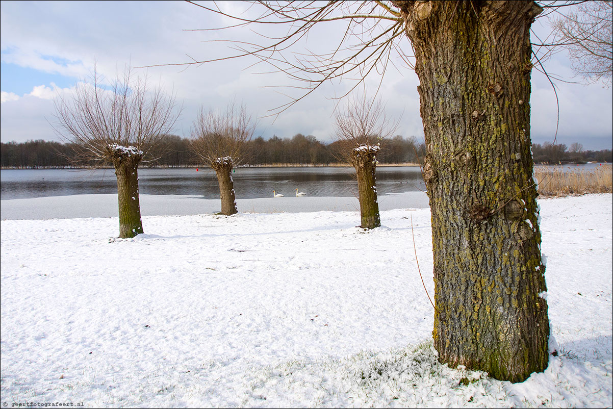 weerwater zwanen