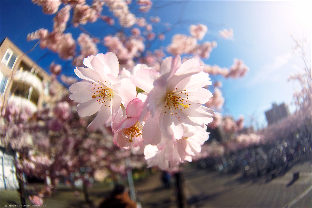 lente