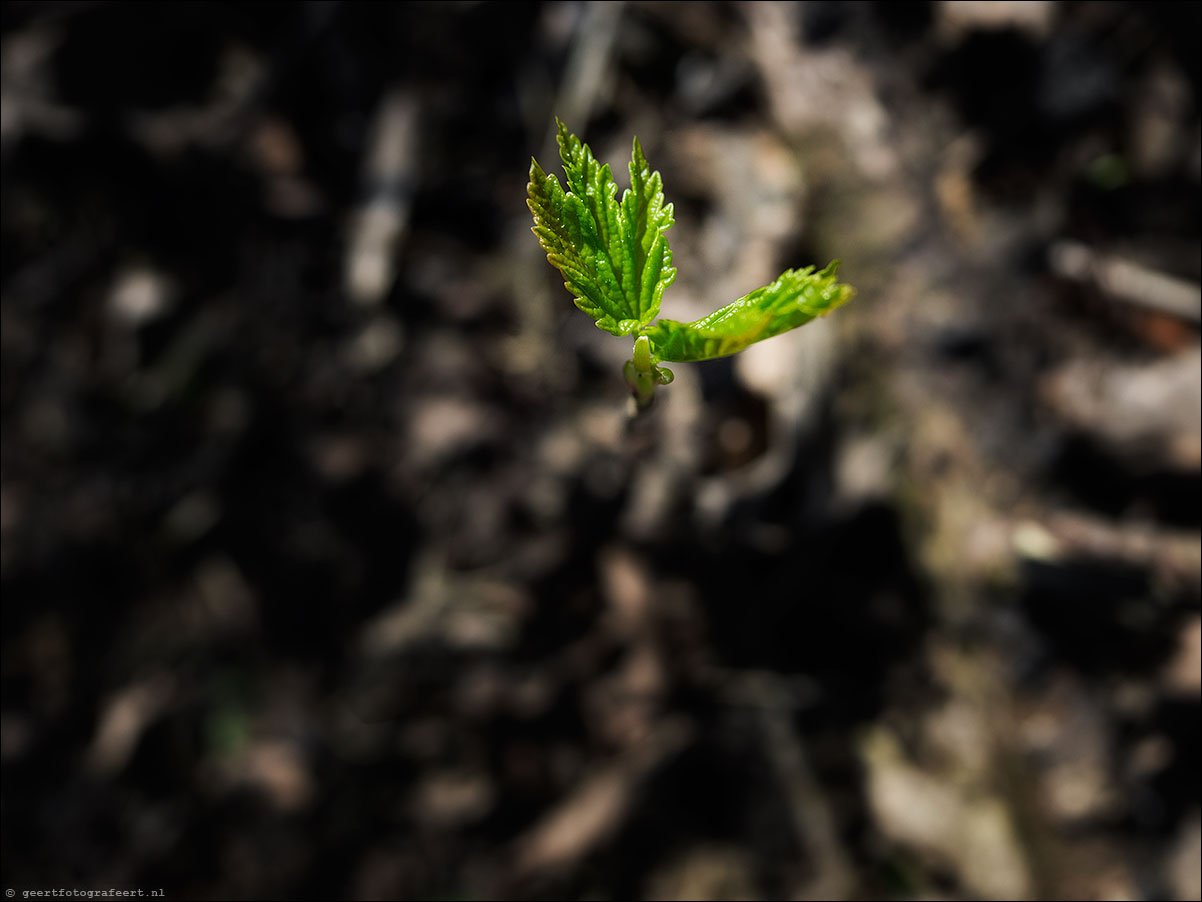 lentegroen
