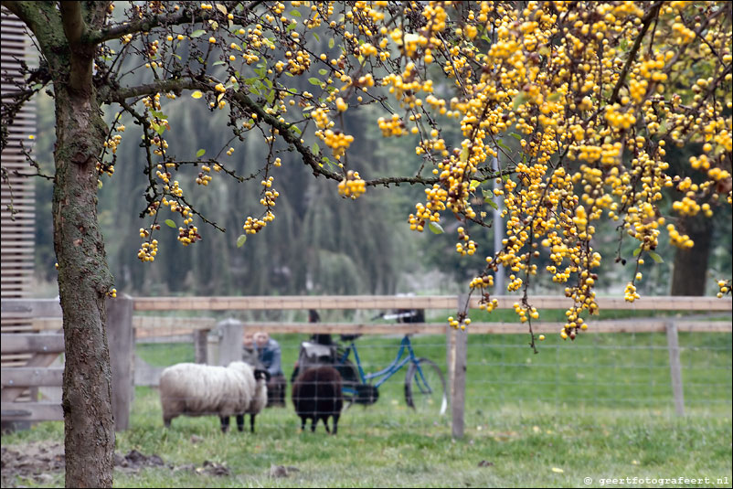 sheep ahoy